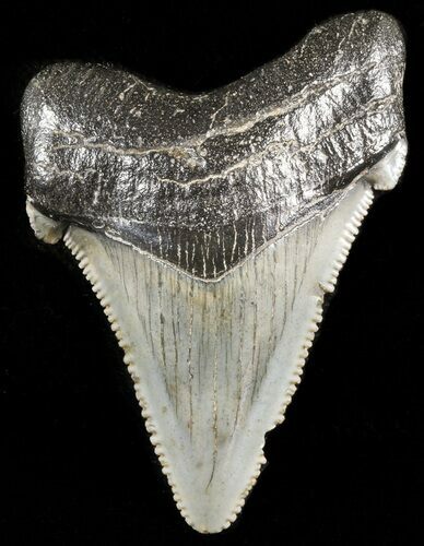 Serrated Angustidens Tooth - Megalodon Ancestor #45820
